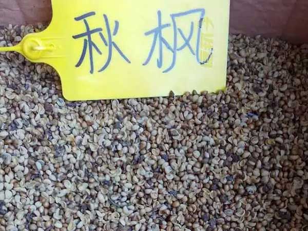 秋枫