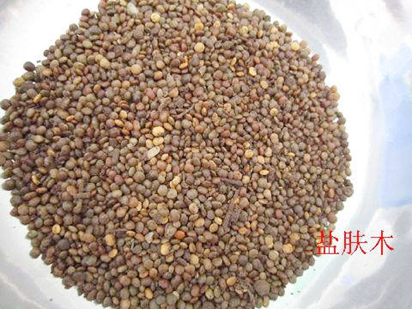 盐肤木种子