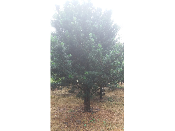 罗汉松苗和造型罗汉松