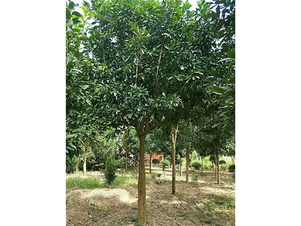 香泡和香缘10至30公分