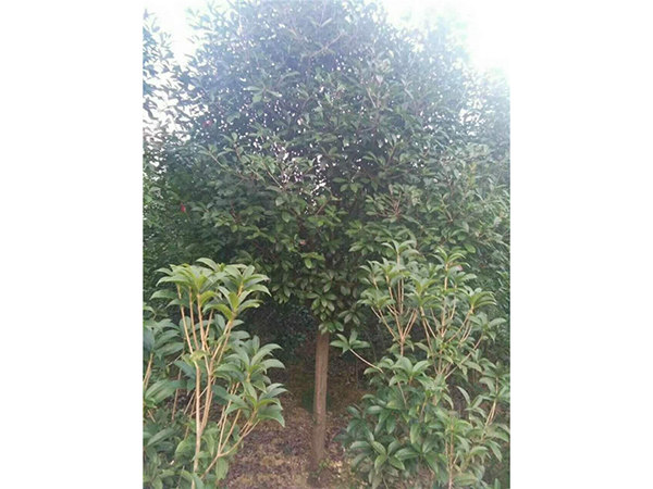高杆红叶石楠 3至12公分