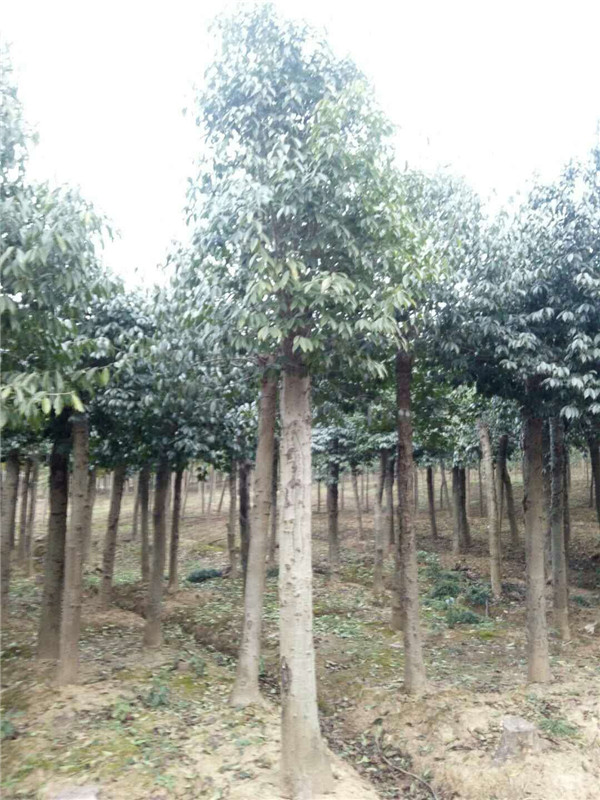 12至18公分移植红果冬青