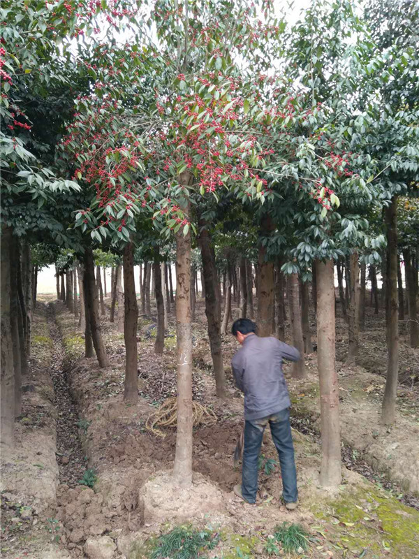 12至18公分移植红果冬青