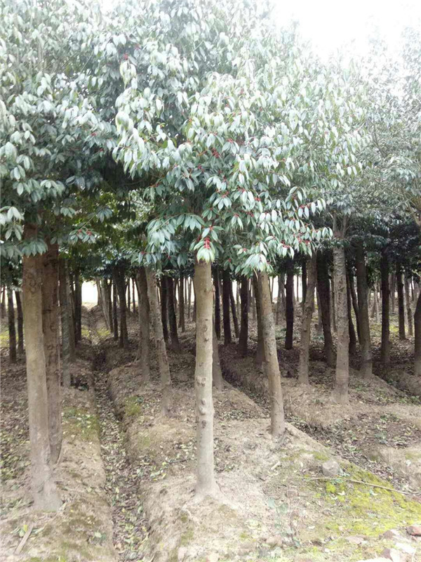 12至18公分移植红果冬青