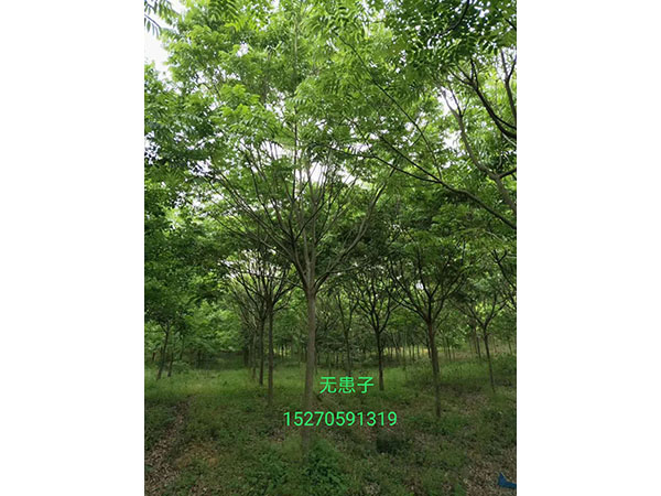 10至15公分无患子