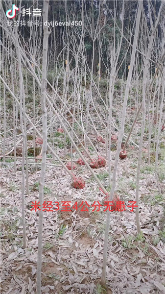 无患子