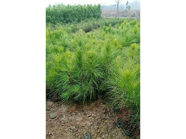 湿地松中杯和大杯苗，高度80至2米的苗子